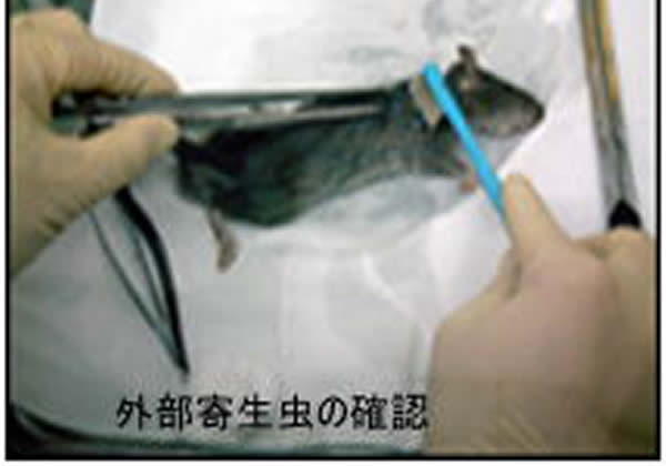 ねずみ族の調査