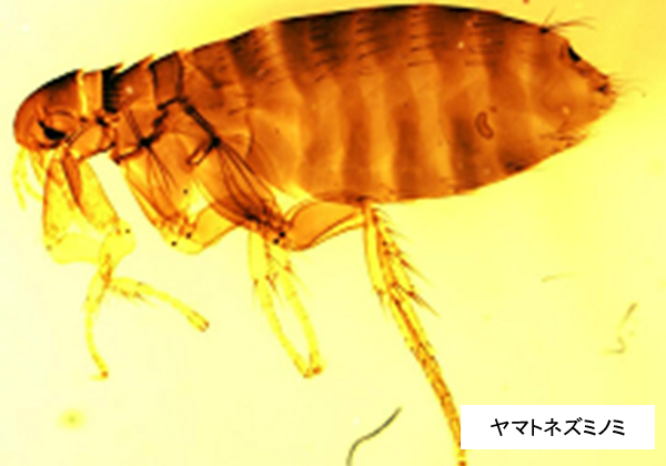 ヤマトネズミノミ