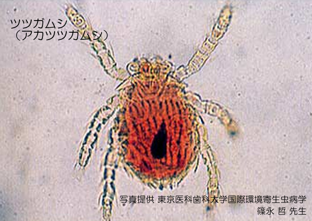 Forth お役立ち情報 ここに注意 海外渡航にあたって この虫に注意